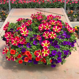 12.0 Premium Hanging Basket, Combination