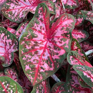 Caladium Caladium Angel Wings from Meadowridge, Inc.