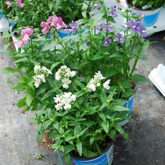 Nemesia foetans Nemesia Poetry from Meadowridge, Inc.