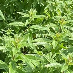 Aloysia triphylla