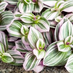 Tradescantia albiflora