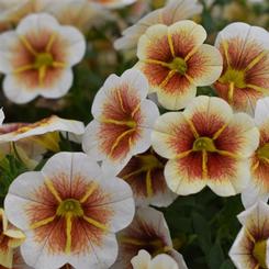 Calibrachoa hybrid