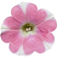 Petunia hybrid