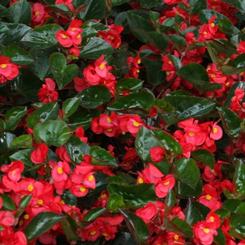 Begonia benariensis