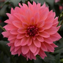 Dahlia pinnata