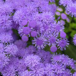 Ageratum houstonianum