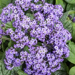 Heliotropium arborescens