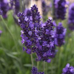 Lavandula angustifolia