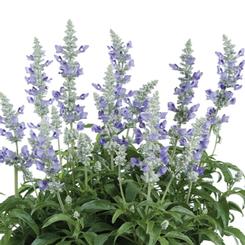 Salvia farinacea