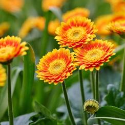 Gerbera Compositae