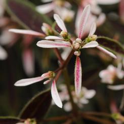 Euphorbia hypericifolia