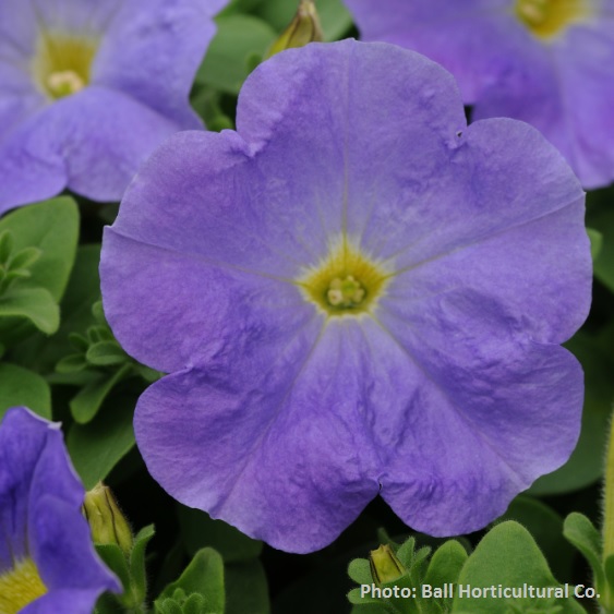 Petunia X hybrida Petunia (Seeded Varieties) from Meadowridge, Inc.