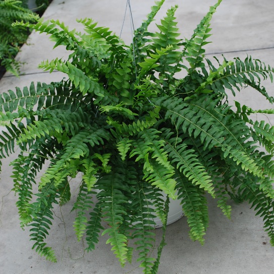 Nephrolepis Obliterata Fern - Sun From Meadowridge, Inc.