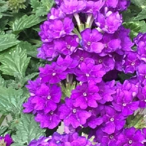 Verbena hybrid Verbena Lanai from Meadowridge, Inc.